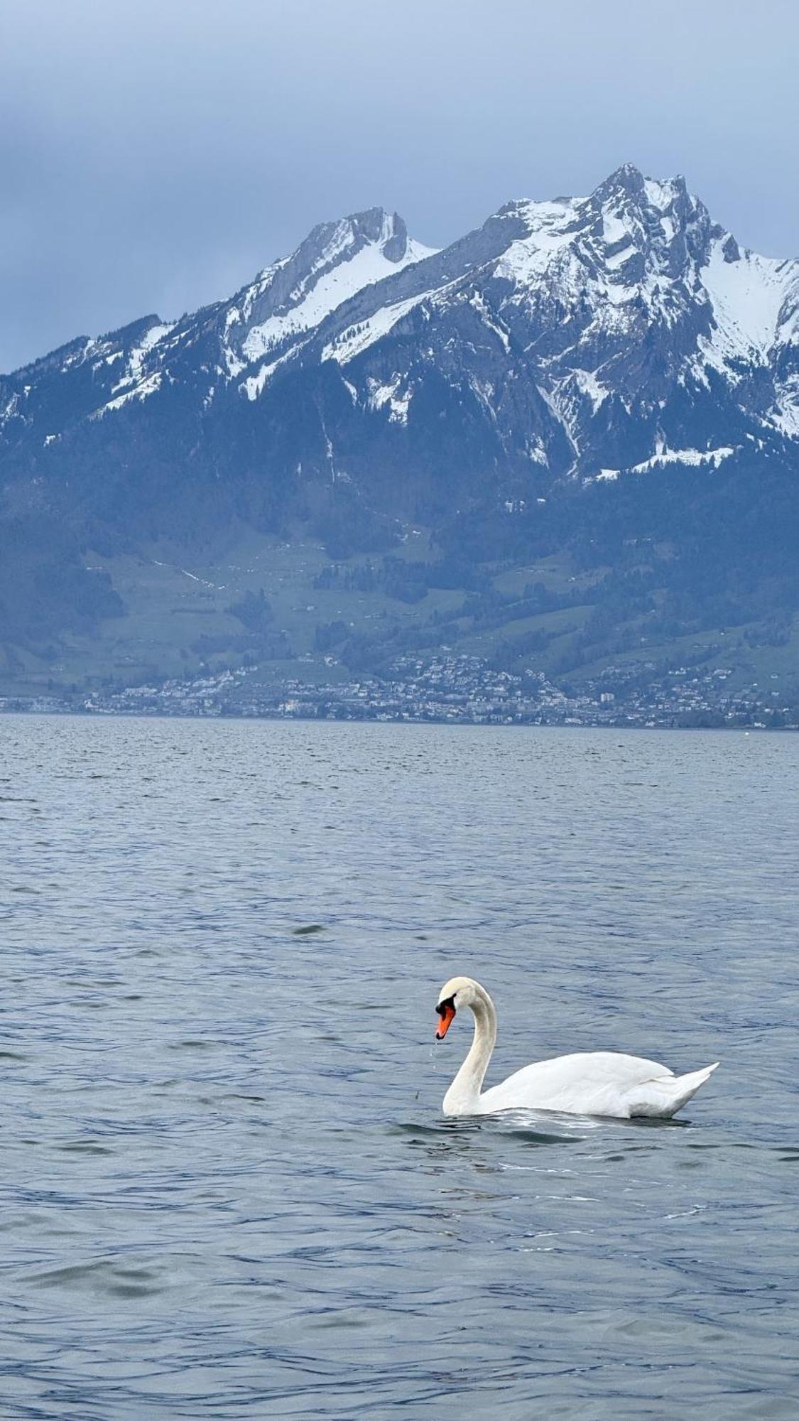 Seehotel Schwert Gersau Kültér fotó
